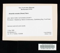 Amanita onusta image