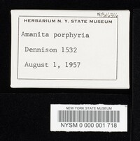 Amanita porphyria image