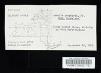 Amanita porphyria image