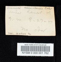 Amanita roanokensis f. inodora image