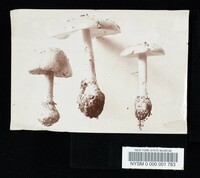 Amanita russuloides image