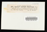 Rhodocollybia butyracea image