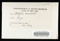 Rhodocollybia maculata image