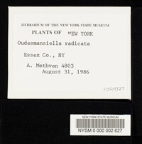 Hymenopellis radicata image