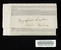Hygrophorus chrysodon image