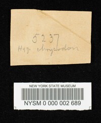 Hygrophorus chrysodon image