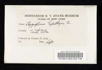 Hygrophorus hypothejus image