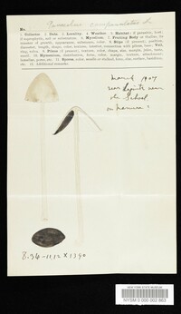 Panaeolus campanulatus image