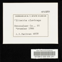 Ampulloclitocybe clavipes image