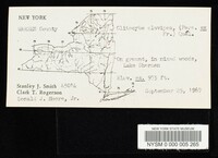 Ampulloclitocybe clavipes image