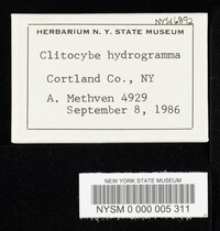 Clitocybe hydrogramma image