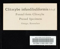 Clitocybe infundibuliformis image