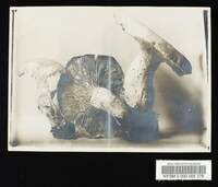 Clitocybe piceina image