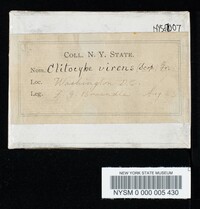 Clitocybe odora image