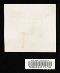 Clitocybe brumalis image