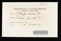 Tricholomopsis decora image