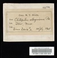Clitopilus albogriseus image