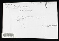 Clitopilus prunulus image