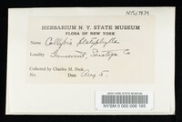Megacollybia platyphylla image