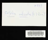 Hymenopellis radicata image