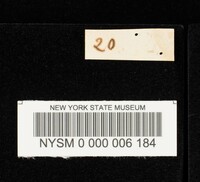 Hymenopellis radicata image