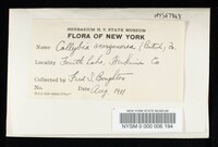 Collybia scorzonerea image