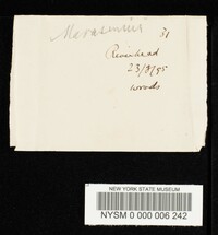 Collybia umbonatella image