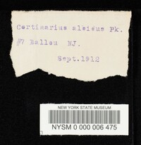 Cortinarius albidus image