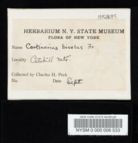 Cortinarius bivelus image