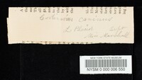Cortinarius caninus image