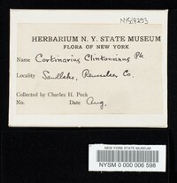 Cortinarius clintonianus image
