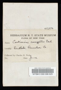 Cortinarius corrugatus image