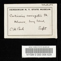 Cortinarius corrugatus image