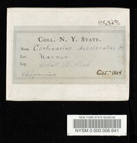 Cortinarius tabularis image