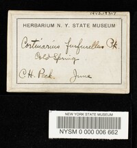 Cortinarius furfurellus image