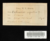 Cortinarius nigrellus image