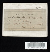 Cortinarius rimosus image