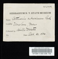 Cortinarius rubrocinereus image