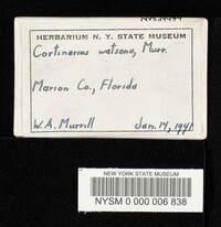 Cortinarius watsonii image