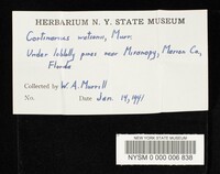 Cortinarius watsonii image