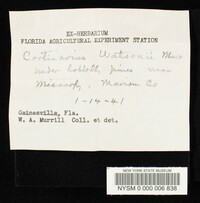 Cortinarius watsonii image