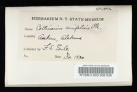 Cortinarius aureifolius image