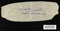 Crepidotus mollis image