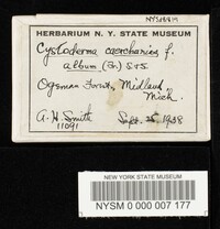 Cystoderma carcharias f. album image