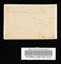 Eccilia watsonii image