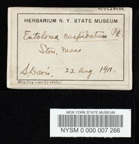 Entoloma cuspidatum image