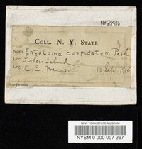 Entoloma cuspidatum image