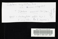 Entoloma cuspidatum image