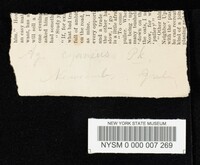 Entoloma cyaneum image