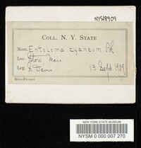 Entoloma cyaneum image